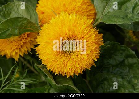 Blüten von Sonnenblumen-Teddybär. Stockfoto