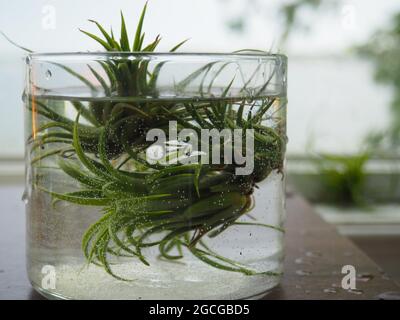 Luftanlage, die in einer Schüssel mit Wasser einweicht Stockfoto