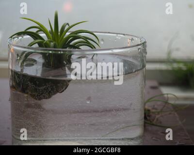 Luftanlage, die in einer Schüssel mit Wasser einweicht Stockfoto