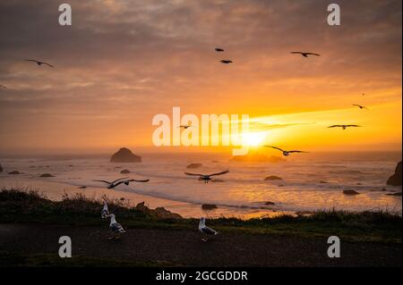 Möwen bei Sonnenuntergang über dem Rock Beach in Bandon, Oregon Stockfoto