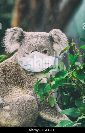 Lustige Australien Wildnis Tiere tragen Gesichtsmaske für Coronavirus Prävention. Niedliche Koala-Tiere winken im Zoo in Australien. COVID-19-Konzept Stockfoto