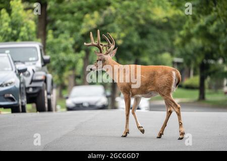 Weißschwanzhirschbock mit Geweih geht die Vorstadtstraße entlang. Stockfoto