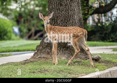 Entzückende Wildschwanzhirsche auf dem Rasen vor der Nachbarschaft. Stockfoto