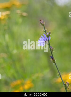 Zichorien blühen auf einem grünen Feld (Cichorium intybus) Stockfoto