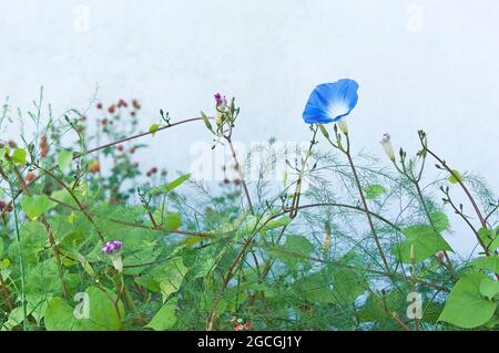 Himmelblauer Morgenruhm, der an der weißen Wand wächst Stockfoto