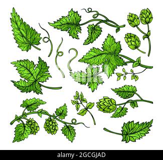 Hopfenpflanzen Ast Blätter und Kegel skizzieren grünen Satz. Aquarell Hopfen eckig Kräuter Design Gravur von Hand gezeichnet. Skizzen für Bierverpackung Design Logo, Etikett, Emblem, Muster isoliert Vektor Stock Vektor