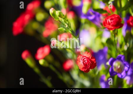 Bouquet von Canterbury Glocken lila Blume blüht (Campanula mittel) und roten kleinen Nelken. Unprätentiöse und zarte violette Glocken Stockfoto