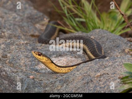 Eine gemeine Garnelenschlange auf einem Felsen im Algonquin Park, Ontario Stockfoto