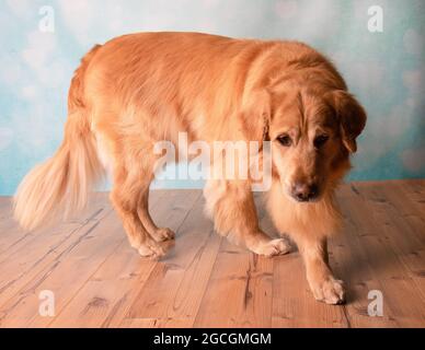 Golden Retriever läuft auf dem Boden Stockfoto