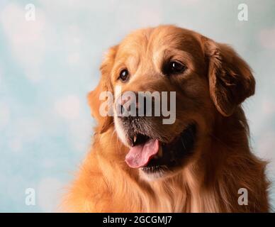 Golden Retriever Seitenprofil Nahaufnahme Porträt Stockfoto