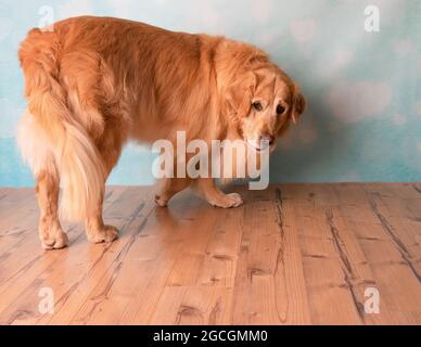Golden Retriever läuft herum Stockfoto