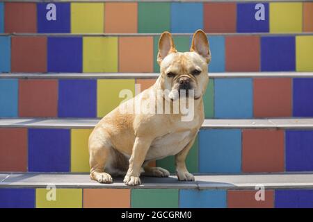 5-jährige Tan männliche französische Bulldogge, die auf einer farbenfrohen, gefliesten Treppe in San Francisco, Kalifornien, sitzt. Stockfoto