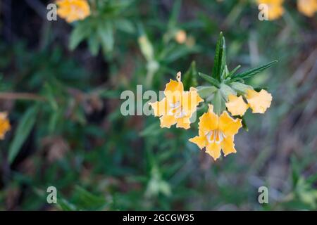 Gelbe axilläre Raceme-Blütenstände von Southern Bush Mimeflower, Diplacus Longiflorus, Phrymaceae, geboren in den Santa Monica Mountains, Frühling. Stockfoto