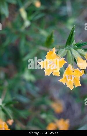 Gelbe axilläre Raceme-Blütenstände von Southern Bush Mimeflower, Diplacus Longiflorus, Phrymaceae, geboren in den Santa Monica Mountains, Frühling. Stockfoto