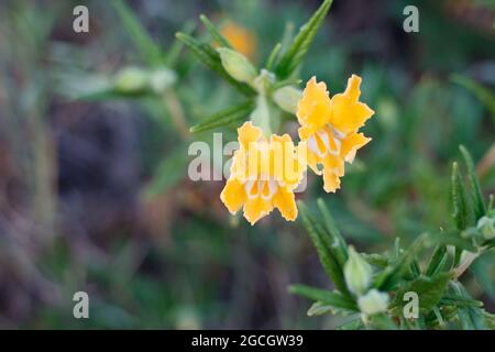 Gelbe axilläre Raceme-Blütenstände von Southern Bush Mimeflower, Diplacus Longiflorus, Phrymaceae, geboren in den Santa Monica Mountains, Frühling. Stockfoto