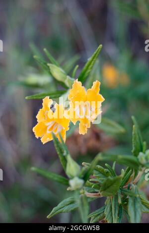 Gelbe axilläre Raceme-Blütenstände von Southern Bush Mimeflower, Diplacus Longiflorus, Phrymaceae, geboren in den Santa Monica Mountains, Frühling. Stockfoto