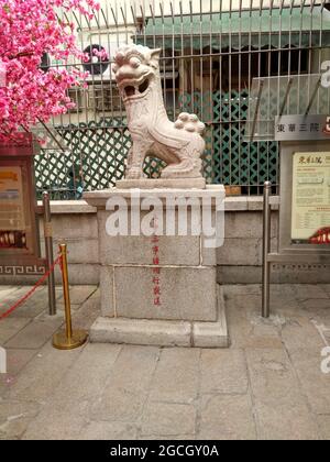 Steinerner Löwenhund vor einem Zaun, der den man Mo Tempel in Sheung Wan bewacht, neben einem Sakura-Kirschbaum in voller Blüte mit leuchtend rosa Blüten. Stockfoto