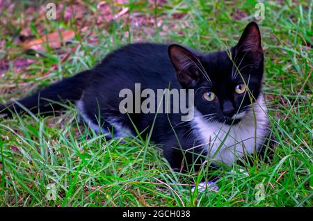 Fancy, ein schwarz-weißes Smoking-Kätzchen, spielt im Gras, 8. August 2021. Smoking-Katzen sind nach ihrem schwarz-weißen Farbmuster benannt. Stockfoto