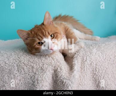 Weiße und orange Katze liegend Porträt auf blauem Hintergrund Stockfoto