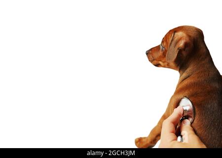 Tierarzt mit einem Stethoskop auf einem pupp. Junger Welpe beim Tierarzt gehen zur Gesundheitsuntersuchung, professionelle Untersuchung Hund mit Stethoskop Stockfoto