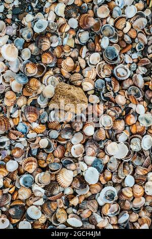 Muscheln vieler Arten und Größen am Strand Stockfoto