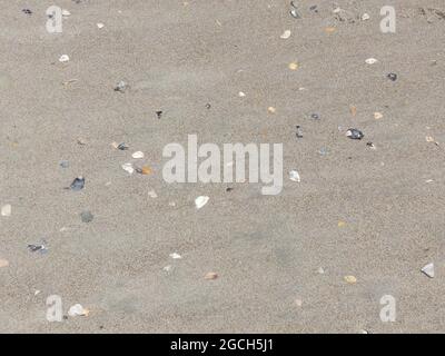 Eine detailreiche Sandstrandablage mit Muscheln, Kies, Felsen, winzigen Kieselsteinen. Bunte Muscheln, brauner grauschwarzer Sand. Stockfoto