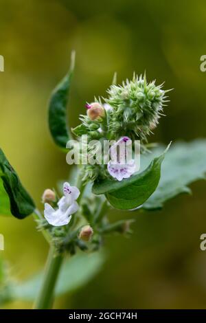 Makro-Strukturansicht einer einzelnen Blume auf einer Katzenminzpflanze (nepeta cataria), die in einem sonnigen Kräutergarten wächst Stockfoto