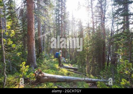 Wandern Mann in den Wald Stockfoto