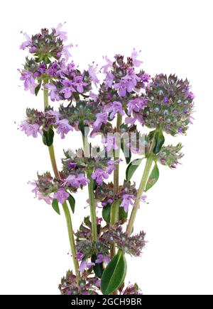 Thymian Oregano ist für die Trocknung und Verarbeitung vorbereitet. Isoliert auf weißem Makro Stockfoto