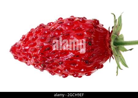 Waldrote Erdbeerbeere liegen auf weißem Tisch. Studio-Makro auf Weiß isoliert Stockfoto