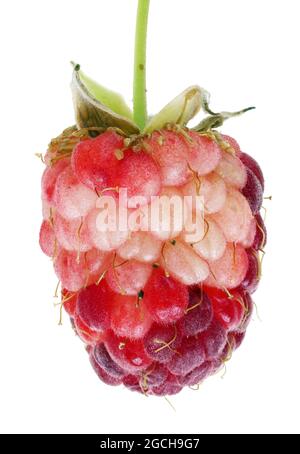 Unreife rote und grüne Beeren einer Himbeerfrucht. Isoliert auf weißer Makroaufnahme im Studio Stockfoto