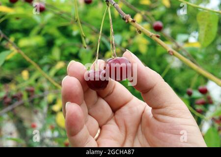 Ernte von roten süßen reifen Kirschen von einem Baum in einem Garten. Hände und Beeren Makro Stockfoto