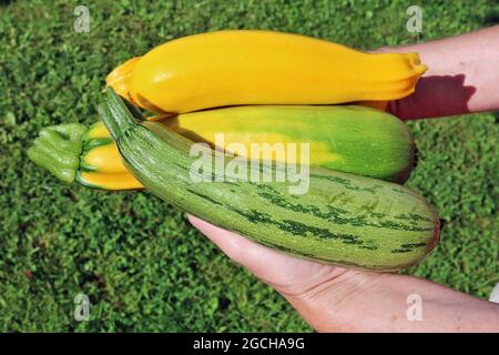 Der Landarbeiter hält frische kleine grün-gelbe Gemüsegeräumen in der Hand Stockfoto