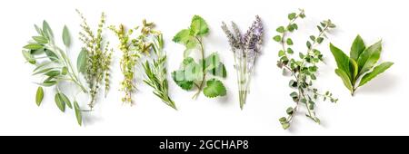 Frische aromatische Kräuter, oben flaches Panorama auf weißem Hintergrund. Trauben von Rosmarin, Lavendel, Thymian und verschiedenen anderen Zutaten Stockfoto