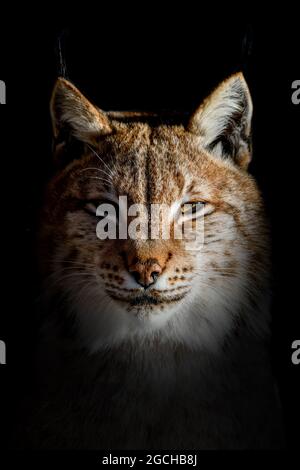 Nahaufnahme Lynx Portrait auf schwarzem Hintergrund Stockfoto