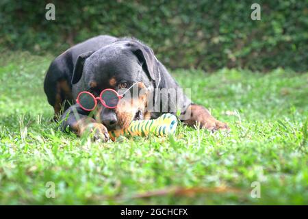 Rottweiler Hund trägt Sonnenbrille, sieht lustig und cool aus. Speicherplatz kopieren. Stockfoto