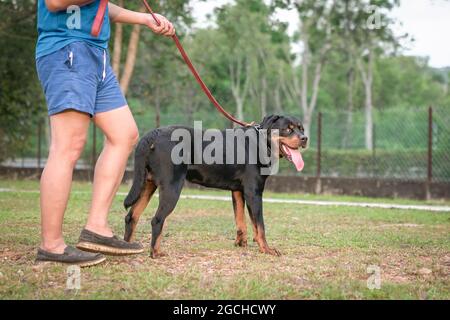 Rottweiler Hund posiert im Freien an einer Leine neben dem Tierbesitzer. Die Kamera mit wackelender Zunge betrachten. Stockfoto