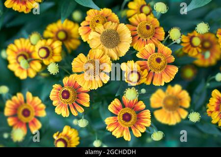 gaillardia Blume rot und gelb Nahaufnahme auf grünem verschwommenem Hintergrund Stockfoto