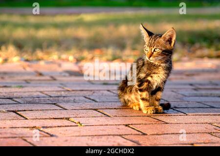 Kleines einsames Kätzchen sitzt auf dem Pfad im Park. Nahaufnahme. Stockfoto