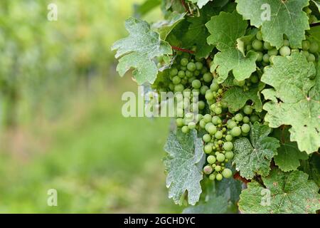 Kleine grüne Weintrauben im Weinberg mit Mehltau auf den Blättern Stockfoto