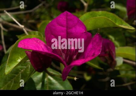 Eine Nahaufnahme einer Bougainvillea Blume (Bougainvillea Glabra) in meinem Garten in Ringwood, Victoria, Australien. Die lila blühende Art ist winterhart. Stockfoto