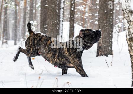 Großer schwarzer Hund Cane Corso im Winter zu Fuß in der Schnee im Wald Stockfoto