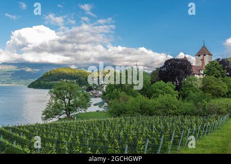 Geographie / Reisen, Schweiz, Schloss Spiez am Thunersee, Spiez, Berner Oberland, ZUSÄTZLICHE-RIGHTS-CLEARANCE-INFO-NOT-AVAILABLE Stockfoto