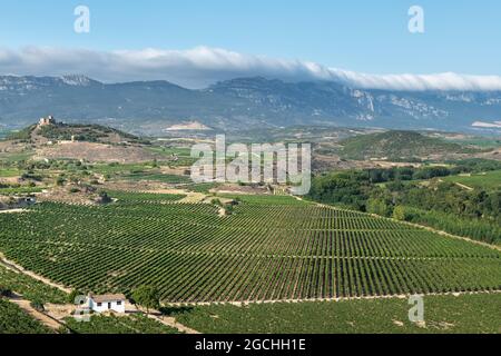 Weinberge mit der Burg Davalillo im Hintergrund, La Rja, Spanien Stockfoto