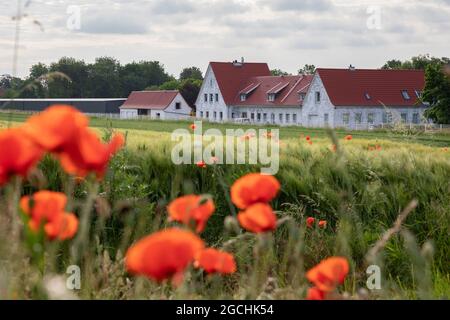 Deutscher Bauernhof mit Maisfeld vor und blühenden Mohnblumen Stockfoto