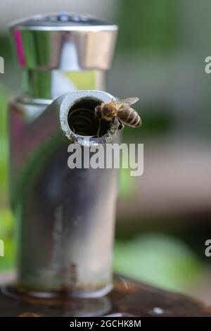 Durstige Bienentrinkwasser an einem öffentlichen Trinkwasserbrunnen, Deutschland Stockfoto