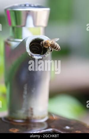 Durstige Bienentrinkwasser an einem öffentlichen Trinkwasserbrunnen, Deutschland Stockfoto