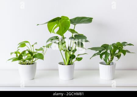 Sammlung verschiedener tropischer Zimmerpflanzen in weißen Keramiktöpfen. Eingetopfte exotische Hauspflanzen auf weißem Regal gegen weiße Wand. Stockfoto