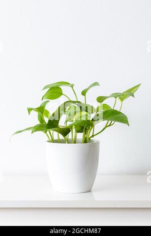 Goldenes Pothos oder Teufelsefeupflanze in weißem Keramiktopf auf weißem Regal gegen weiße Wand. Trendige exotische Zimmerpflanzen als moderne Inneneinrichtung. Stockfoto