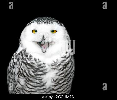 Snowy Owl (Bubo scandiacus) scheint im National Bird of Prey Center, Russborough House, County Wicklow, Irland, zu lachen Stockfoto
